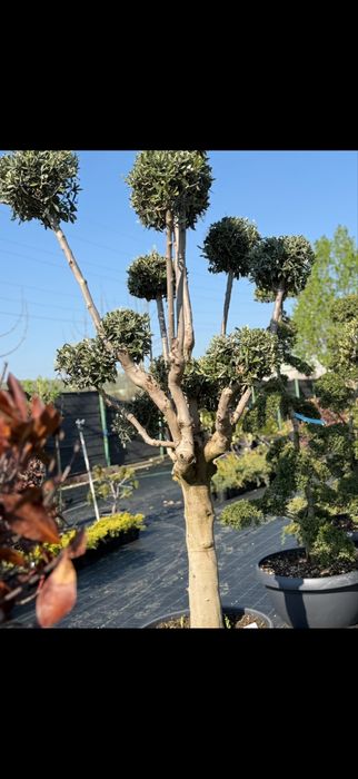Bonsai din maslin (plante ornamentale)