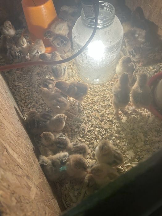 Vand pui brahma potarnichiu