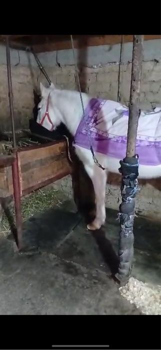 Iapă ieftină de bani și bună de ham