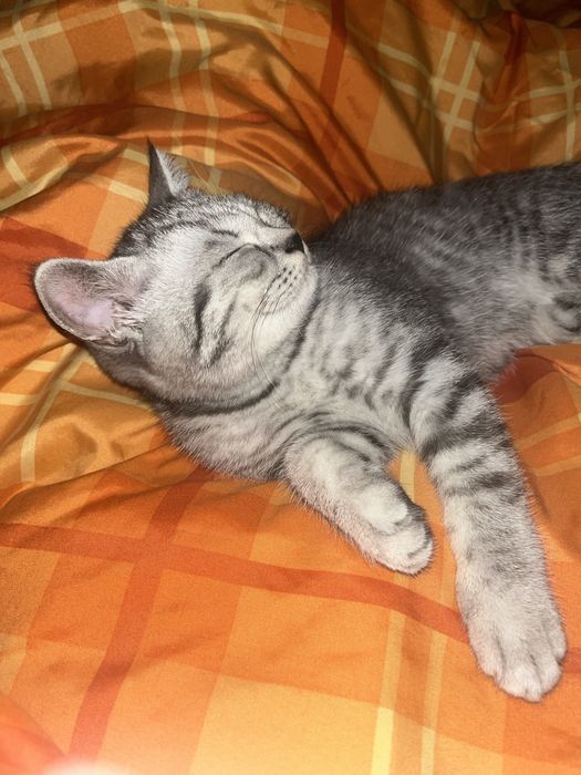 отдам котенка в добрые руки