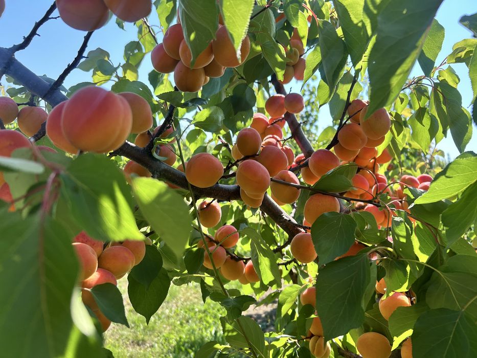 Caise pentru țuică – bine coapte și foarte aromate