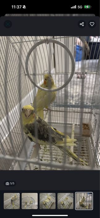 Продам 2 попугая Корелла