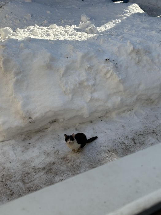 Котенок маленький