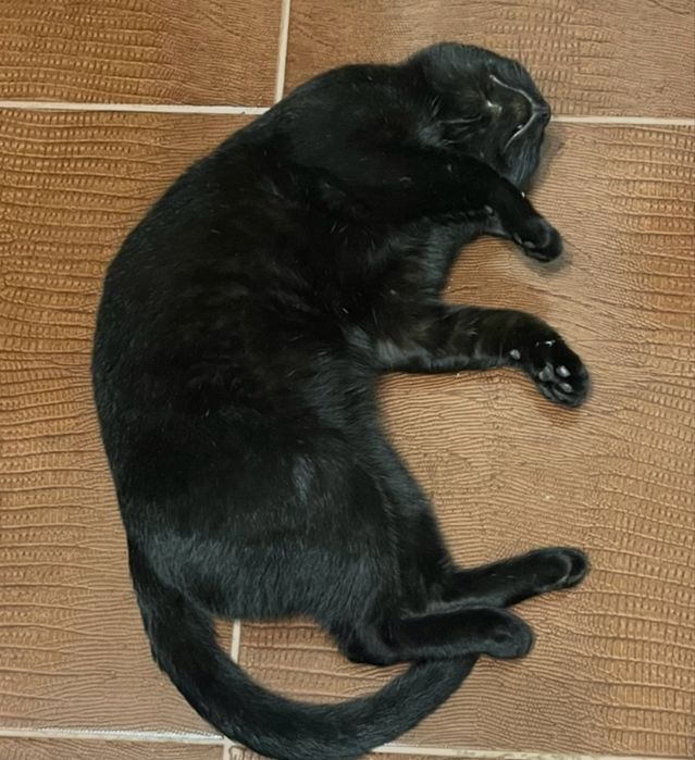 Пропал черный кот зовут Саймон