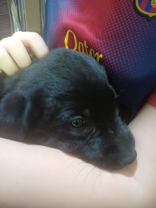 Pui labrador negru