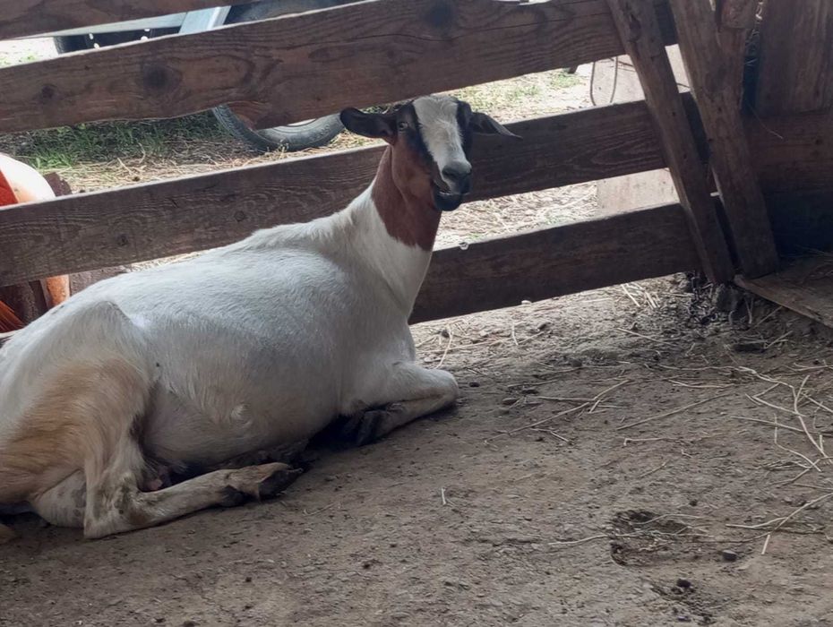 Capre Anglo Nubiene si Alpine Franceze Burlesti • OLX.ro