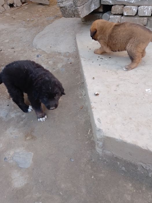 Alabay zottor it bolasi koʻrinishi zoʻr bir yarim oylik