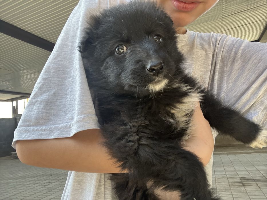 Күшік үсті таза ауру емес