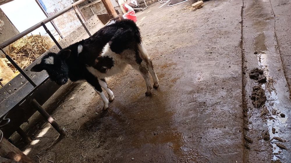 Ona-bola sigr sotiladi