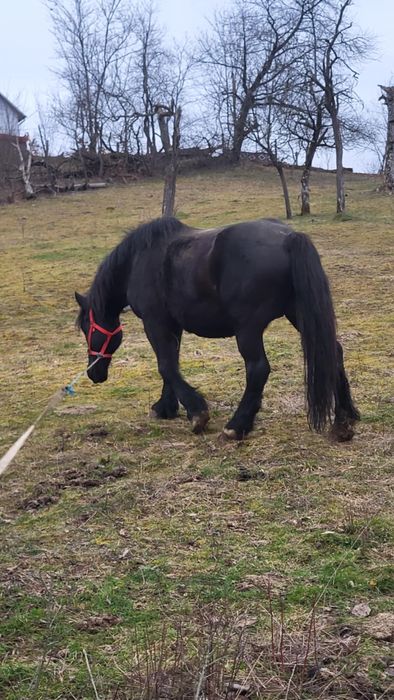 Iapă neagră gestantă