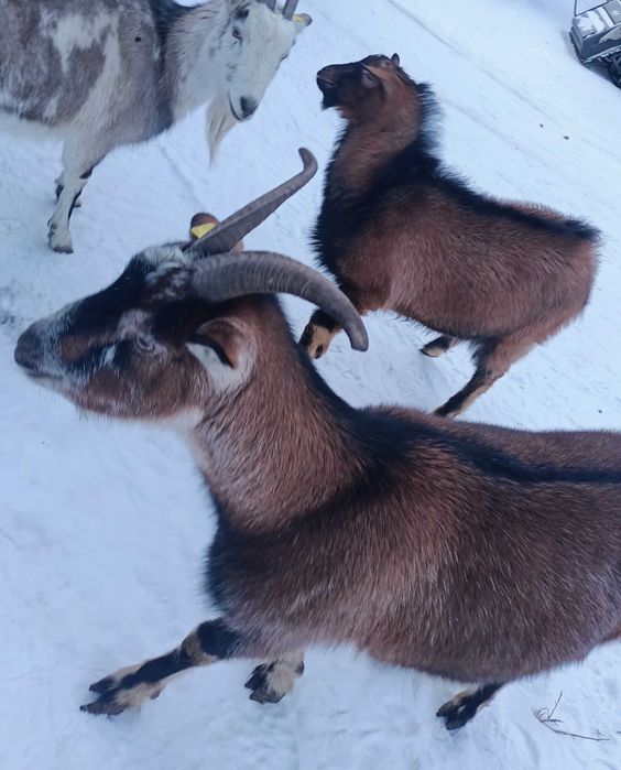 Коза в марте  окот