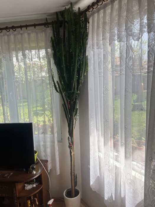 Кактус euphorbia ingens 2.20 м.