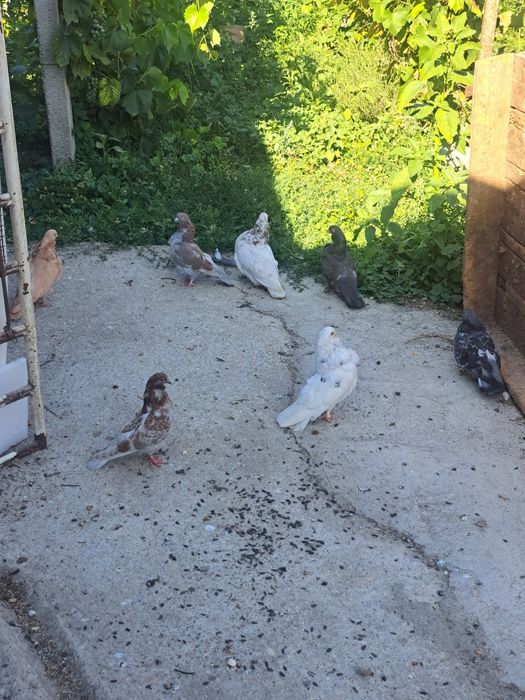 Vând porumbei pescăruși chinezești