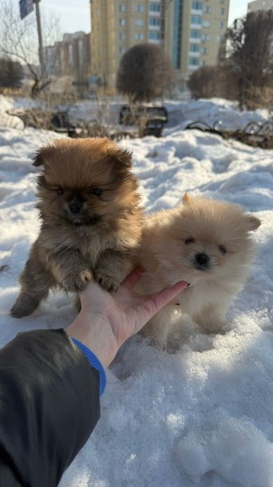 Срочно! Шпиц продается