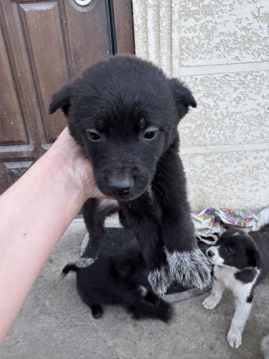 Отдам в добрые руки щенята