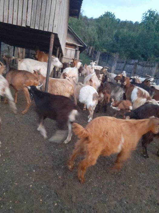 Iezi de vânzare.