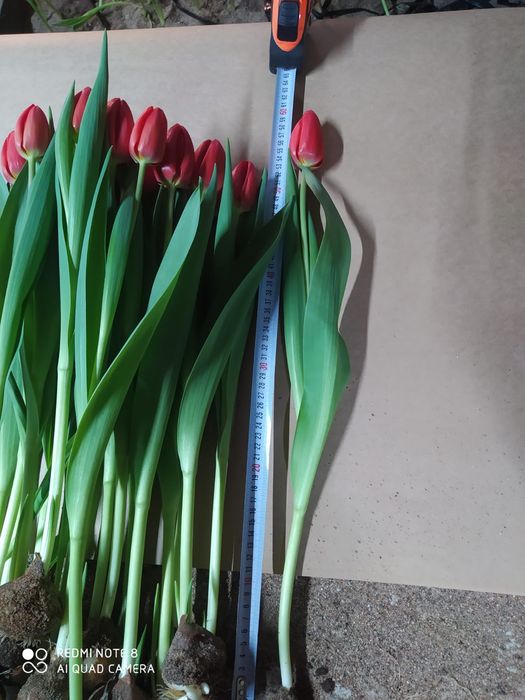 Оптом  тюльпаны и розницу