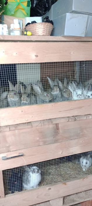 Vand pui de iepurasi