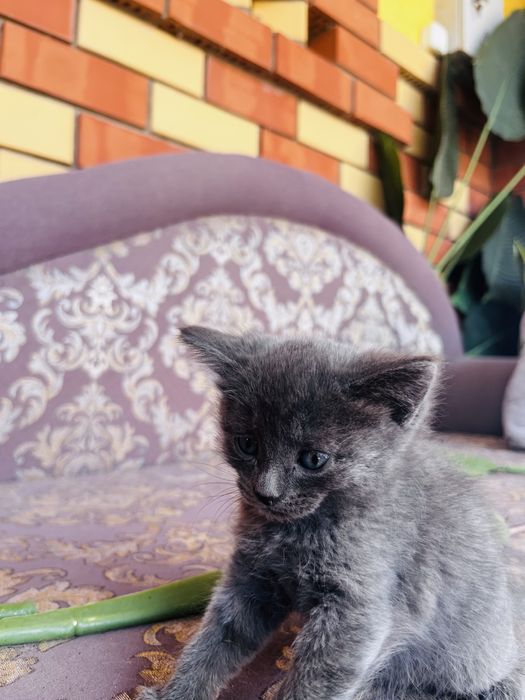 Котенок мальчик