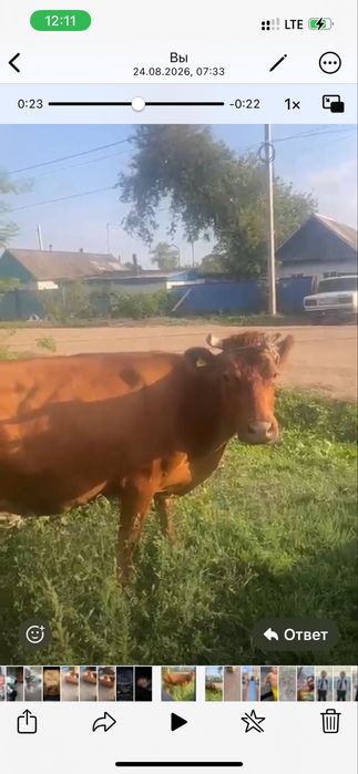 Сиыр сатылады сауылады