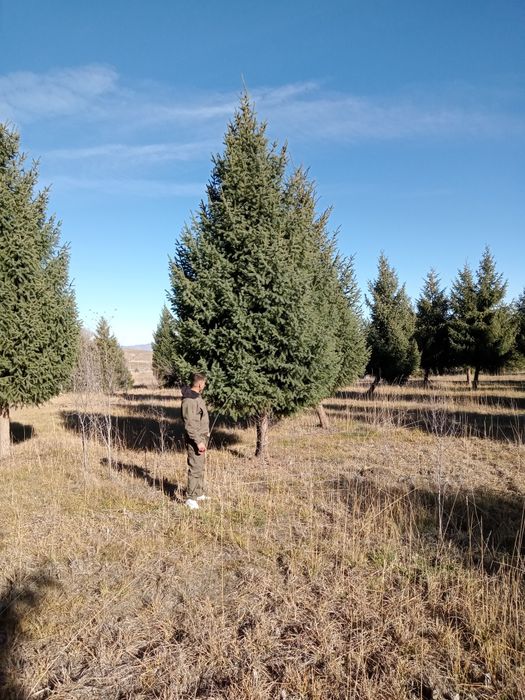 Ёлки разных размеров