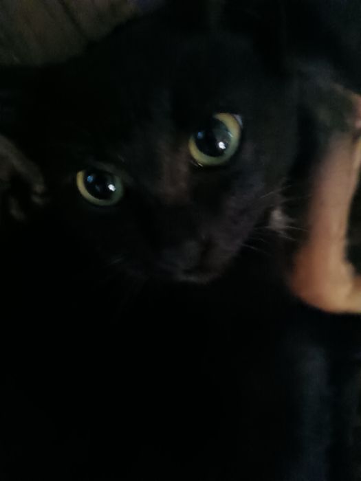 Отдам котенка в добрые руки