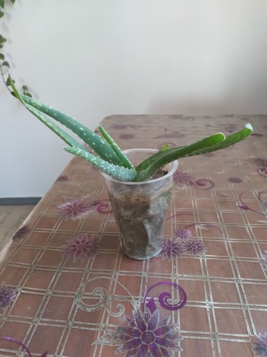 Продаю комнатные растения .