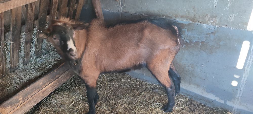 Vand sau schimb Țap alpin francez