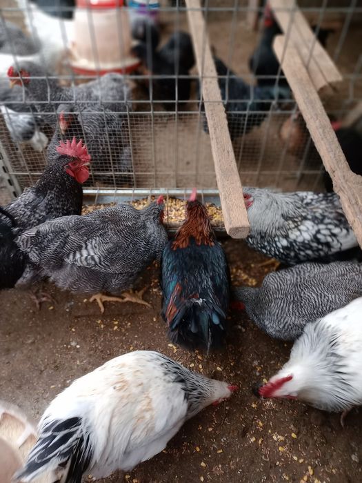 Vând cocoși diferite rase