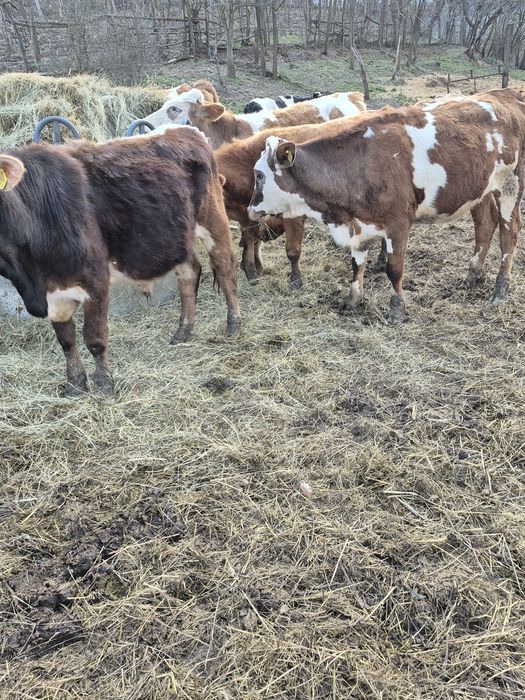 Vând viței baltati