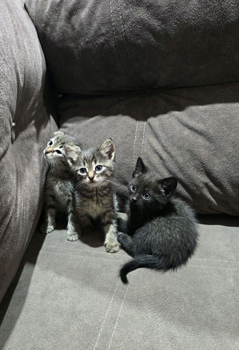 Котята шотландцы.