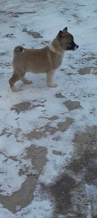 Западно сибирские щенки