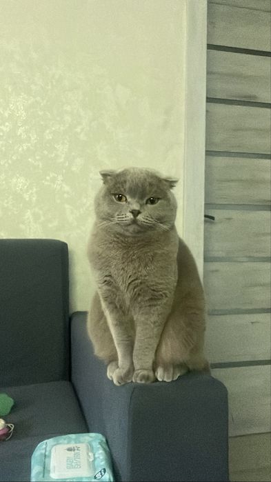 Отдам кошку в добрые руки