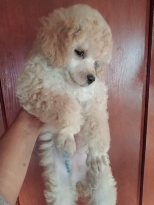 Карликовый (той) пудель