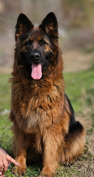 Немецкая овчарка
