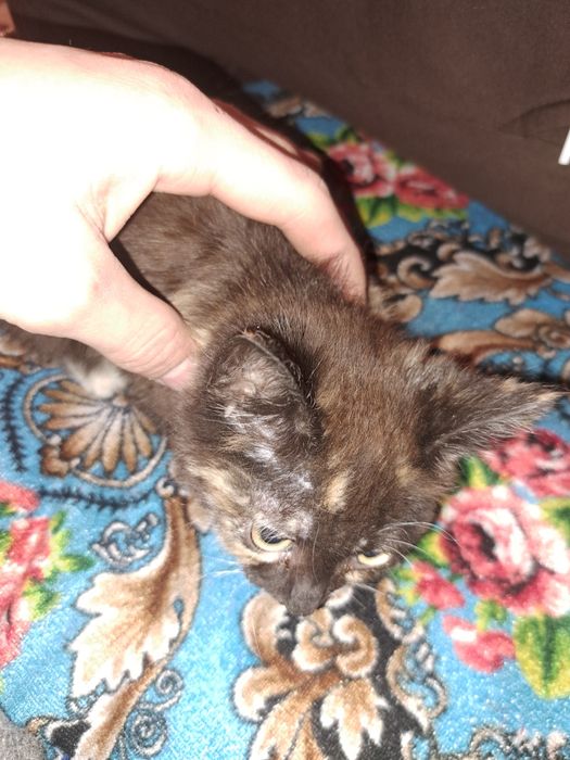 Продам кошки сиямски