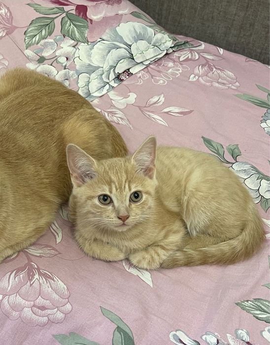 Котята породистые