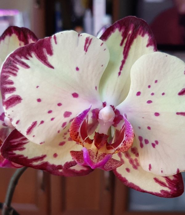 Орхидеи азиатские