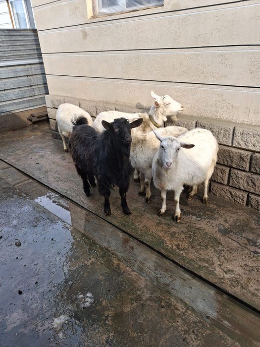 Теке сатылады жас теке