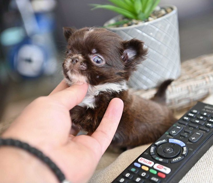 Мъжко дългокосместо мниатюрно шоколадово чихуахуа