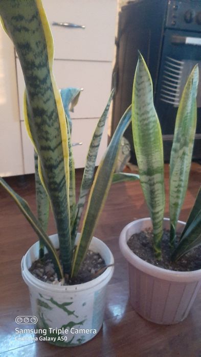 комнотные  цветы