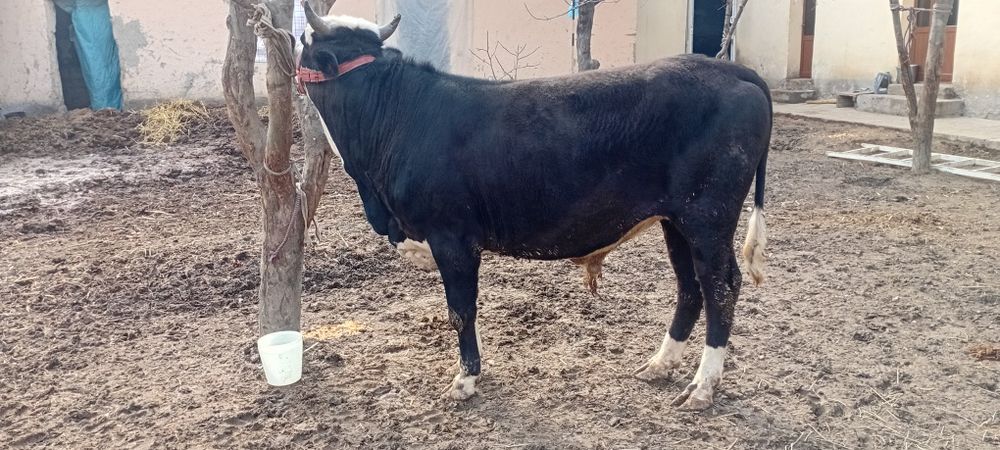 Novos Hokiz sotiladi