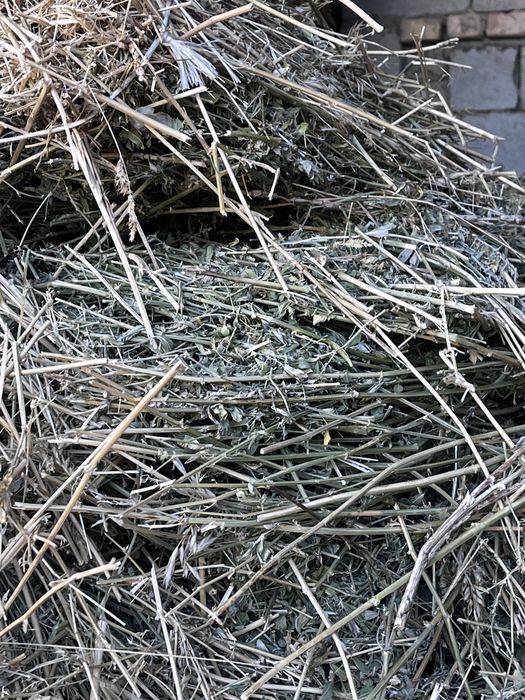 Сено Жоңышқа  Шөп