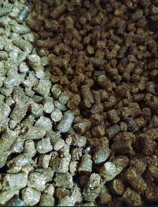 Lucernă  granulata