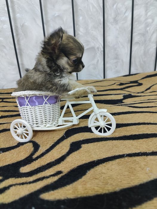 Продаётся миниатюрный мальчик чихуахуа