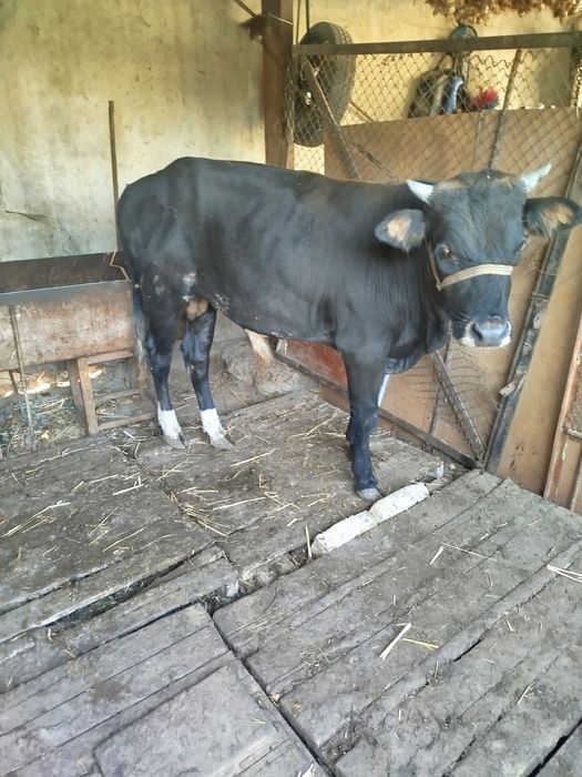 Букка бор тахминани Икки юз кило чикади