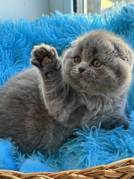 Продаётся шотландский котёнок