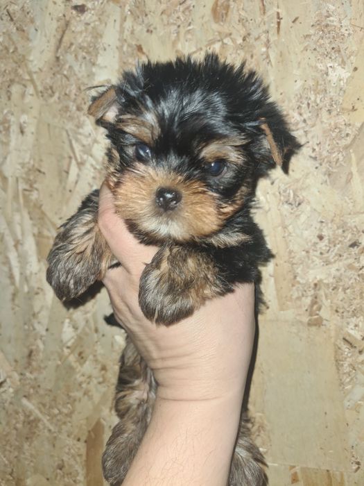 Продам щенков йоркширского терьера.