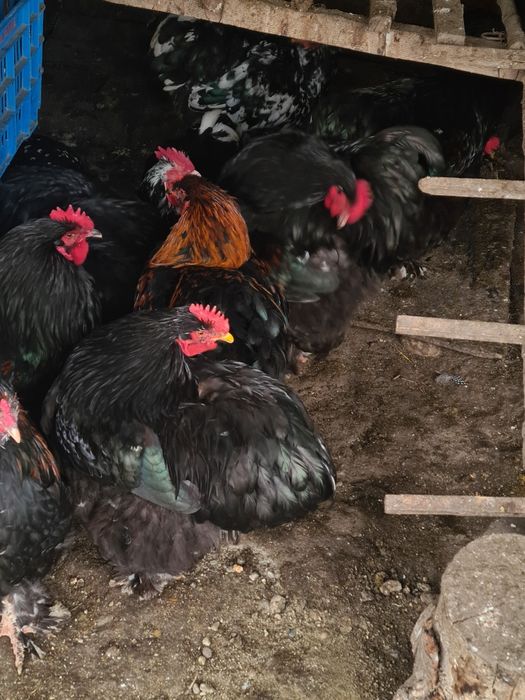 Vând cocoși cochinchina