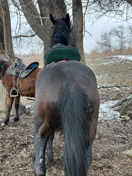 Айғыр сатыладыыы